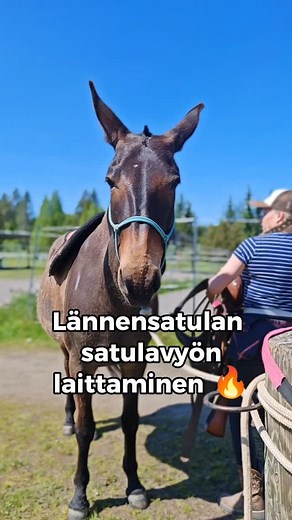 🤠 Miten länkkäsatulan vyö laitetaan 🤔🤔 no tällä superlaadukkaalla opetusvideolla kerron ja näytän sen! Laita talteen jos et ihan joka vuosi länkkää käytä ja olet pulassa vyön kanssa! Kuvaajana mulla oli @emmieevasofia #lännensatula #western #ratsastus #muuliprojekti #muuli | Muuliprojekti