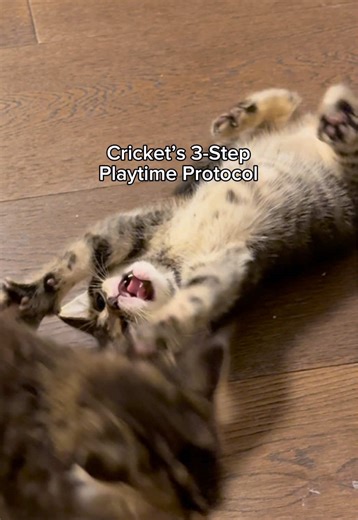 Ultimate Guide to Caring for Playful Kittens