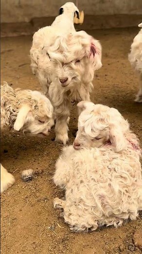 Can You Tell the Difference Between Goats and Sheep?#cutefarmanimal #cute