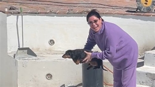 Puppy tries to swim in empty pool