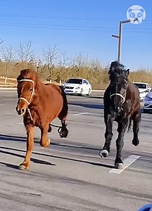 600K views · 5K reactions | Two horses galloping on a highway | Bored Panda Animals | Facebook