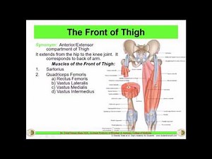 Anatomy of the THIGH (Complete) || Dr. Yusuf