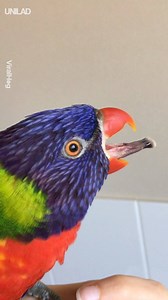 916K views · 6.8K reactions | Just a parrot sticking his tongue out  ViralHog | UNILAD | Facebook