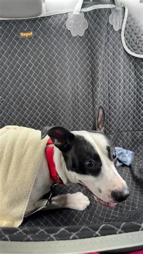 4.3K views · 191 reactions | WHY FOSTER? Watch Buds journey from a...