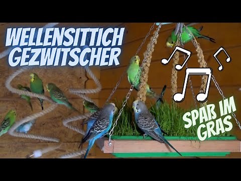 Wellensittich Gezwitscher - Spaß im Gras - zwitschern, meckern und fressen