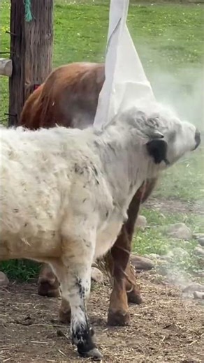Bandit helping Peanut apply some python dust. #cow #fyp #funny #animals #fypシ