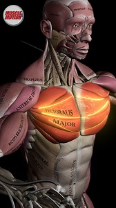 771K views · 16K reactions | Unlock the Secrets of Your Chest Muscles...