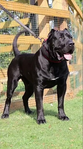 Black American Bulldog Barking 🔥🔥🔥