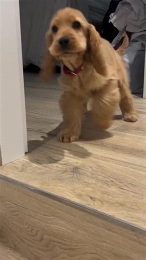 Cocker Spaniel Planet ™ | 💥 @channy_and_sherly.cocker | Instagram