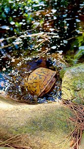 16K views · 4K reactions | Do not treat these animals the same as tortoises!   #boxturtle #turtle #tortoise #gardenstatetortoise #otistheturtle #animalfacts #truth | Garden State Tortoise | Facebook