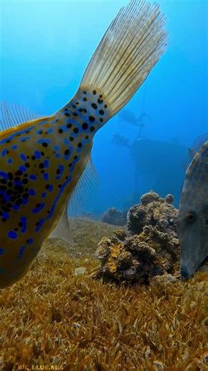 Two Scribbled Leatherjacket Filefish!!!