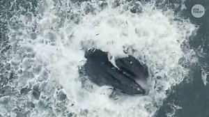 16K views · 14 reactions | Mesmerizing drone video shows humpback whale jumping above water to catch a mouthful of fish. | USA TODAY Video | Facebook