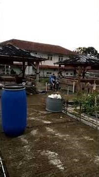 #short,Awas jangan pelihara ikan nila kaya gini nanti kalian betah di pinggir kolam