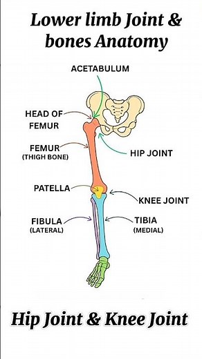 Lower limb Joint & bones Anatomy | Hip joint & Knee Joint Anatomy #anatomy #muscle #medical #shorts