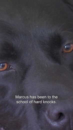 A beautiful, gentle 3-legged Labrador has been handed into a rescue charity after being dumped on the street. 💔 #dogs #drscottmiller #vetonthehill | Vet On The Hill