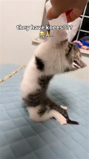 Cattos Gattos on Instagram: "Earn Rewards by Walking 🎁 Link in Bio 🤫 Cats are remarkable creatures with a history of domestication dating back around 9,000 years in the Near East. Today, there are over 500 million domestic cats worldwide, spanning roughly 70 recognized breeds. Known for their agility, cats can leap up to six times their body length and use their retractable claws to excel at climbing and hunting. Their ears can swivel 180 degrees, allowing them to detect sounds up to 65 kHz—we