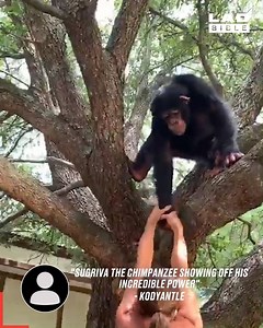 I had no idea chimpanzees were so strong 😳💪 | LADbible