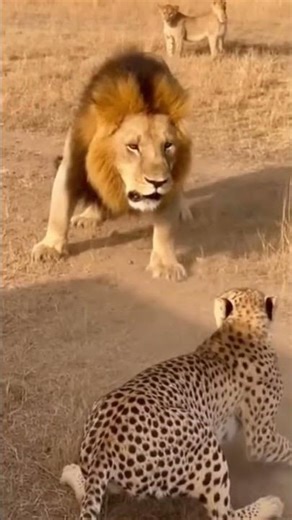 Lion Cubs in Danger… Then This Happened #lion #cheetah #animalfight #shortsfeed #wildlife