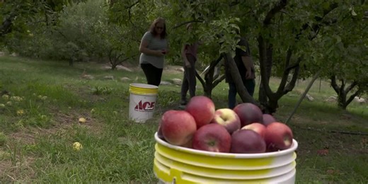 Pick fresh fruit at Angle Orchard in Safford