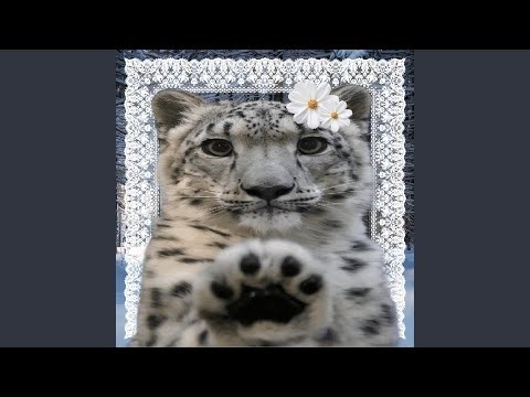 pretty like a snow leopard (instrumental)