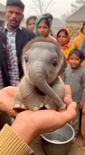 दुनिया का सबसे छोटा हाथी का बच्चा 😱 | World’s Smallest Baby Elephant | Viral Video #babyelephant