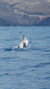 Leg 14 Ascension Island - Bad Company world tour 2024. | Bad Company Fishing Adventures