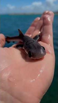 The Smallest Creatures on Earth||You Won’t Believe😳🐾#animals