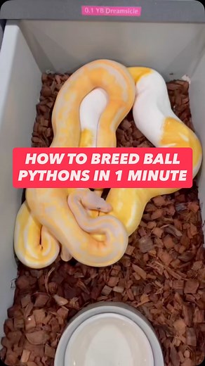 Breeding Ball Pythons in 60 seconds 🔥🐍 | BALLS of FURY