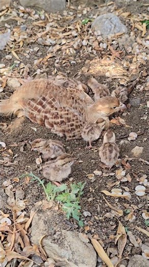 Father Partridge Shows Chicks How to Play in Dirt | #partridges #partridgechicks #birds #birdslover