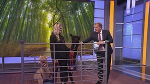 10K views · 96 reactions | Sky News Australia host Piers Morgan says he can see why Johnny Depp may be experiencing “some comfort” from emotional support alpacas during the defamation trail against his ex-wife after bringing a pair of the animals into the studio. Watch the full episode at www.skynews.com.au/flash | Sky News Australia | Facebook