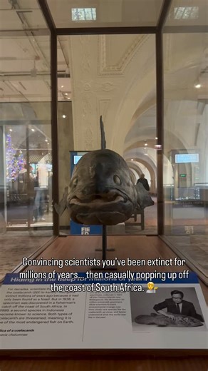 Field Museum on Instagram: "Extinct...ish 💋 The Coelacanth has been swimming the seas for more than 400 million years, but this “living fossil” was once believed to be extinct. Scientists thought that the Coelacanth had disappeared with the dinosaurs. Then, in 1938, a living specimen was caught in East London, South Africa. These rare fish can grow over 6 feet long and weigh in at more than 200 pounds, yet they spend most of their lives drifting deep underwater, hidden away. Plan your trip. ➡️