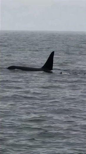 Unbrand in Alaska 🧊🐋 | Orcas, Seagulls & Glacier at Kenai Fjords