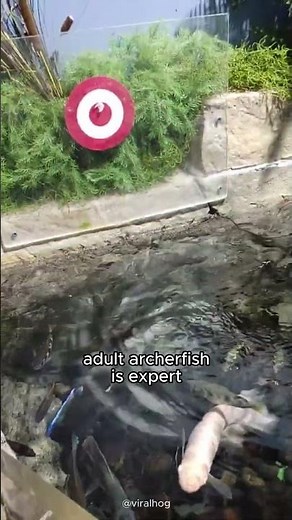 Archerfish / Natural Sniper in the Animal World