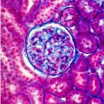 Cell-Graphs: Image-Driven Modeling of Structure-Function Relationship