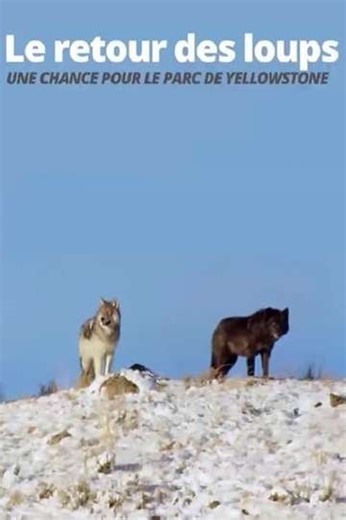 The Return of the Wolves: The Miracle in Yellowstone National Park - Movie
