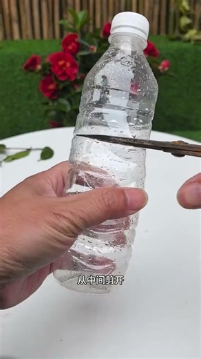 Mastering Osmanthus Cuttings: A Grower's Guide