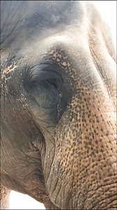 79K views · 298 reactions | Phoenix Zoo on Reels | Facebook