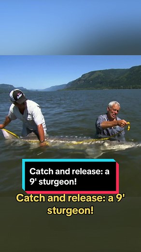 Giant sturgeon can reach 20 feet long and 100 years old! 🐟 #RiverMonsters #JeremyWade #fishing