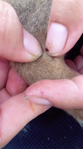 Dog lice😨😨😨#foryou #lice | dog