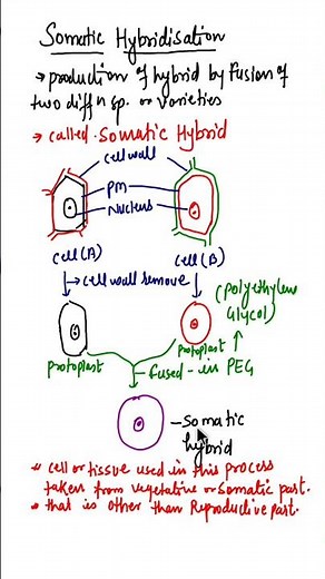 Somatic Hybridization//Protoplast Fusion//Somatic Hybrid #biologyshort #biology #youtubeshorts