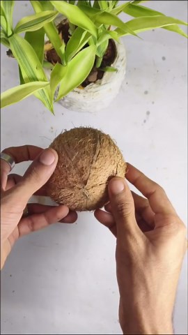Boney | craft of coco | master ideas | Easy making coconut shell tea cup ☕☺️🥰 #coconutshellcraftideas #coconutshellcraft #craft #coconutshellpot #coconutbowls🌴 #diy... | Instagram