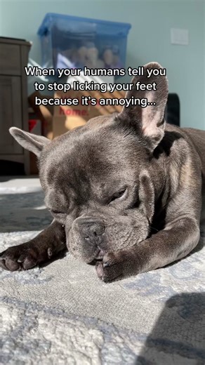 Funny Dog Memes and TikTok Videos