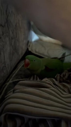 #love #music #song #talkingparot #parrot #shortsvideo #nonstoptalkingparrot #birds #funnyanimal