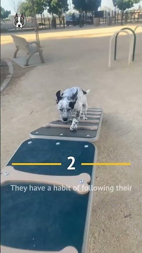 Blue Heeler Pitbull Mix: Fun Facts! 🐕‍🦺🐾