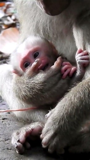 What happens when a wild mom sees a camera... 😳 #animallife #monkey #babymonkey