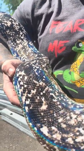 Why Is This Snake Rainbow?!? 🌈 🐍 #reels #reptiles #wildlifeaddicts #snake #python | Brian Barczyk