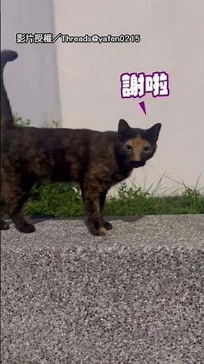 【不要瞎掰好嗎】路上遇「不要瞎掰好喵」 迷因臉蛋超可愛！｜貓｜迷因