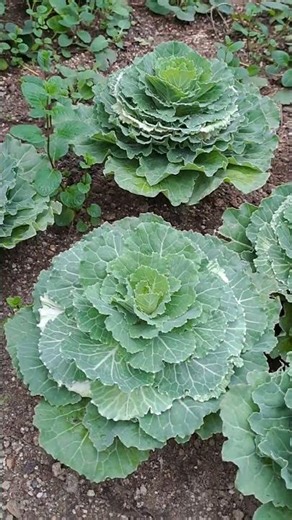 꽃처럼 피어나는 꽃양배추 Blooming Garden Kale / 花のような葉牡丹