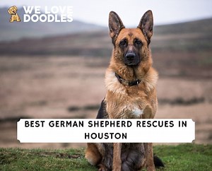 5 Best German Shepherd Rescues in Houston, Texas! - We Love Doodles