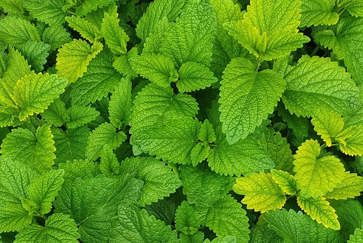 11 Best Lemon Balm Companion Plants (And 4 You Should Avoid)